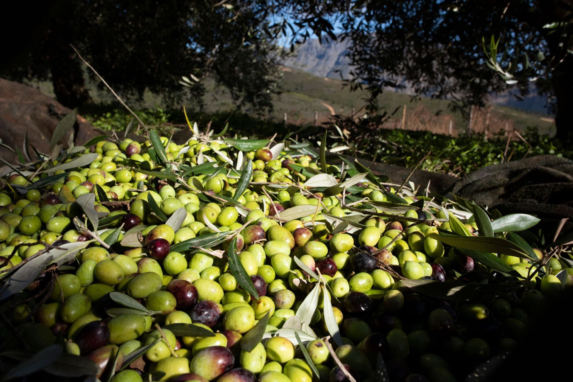 جنوب إفريقيا تحجز مكانة لها في مجال إنتاج زيت الزيتون الفاخر في العالم
