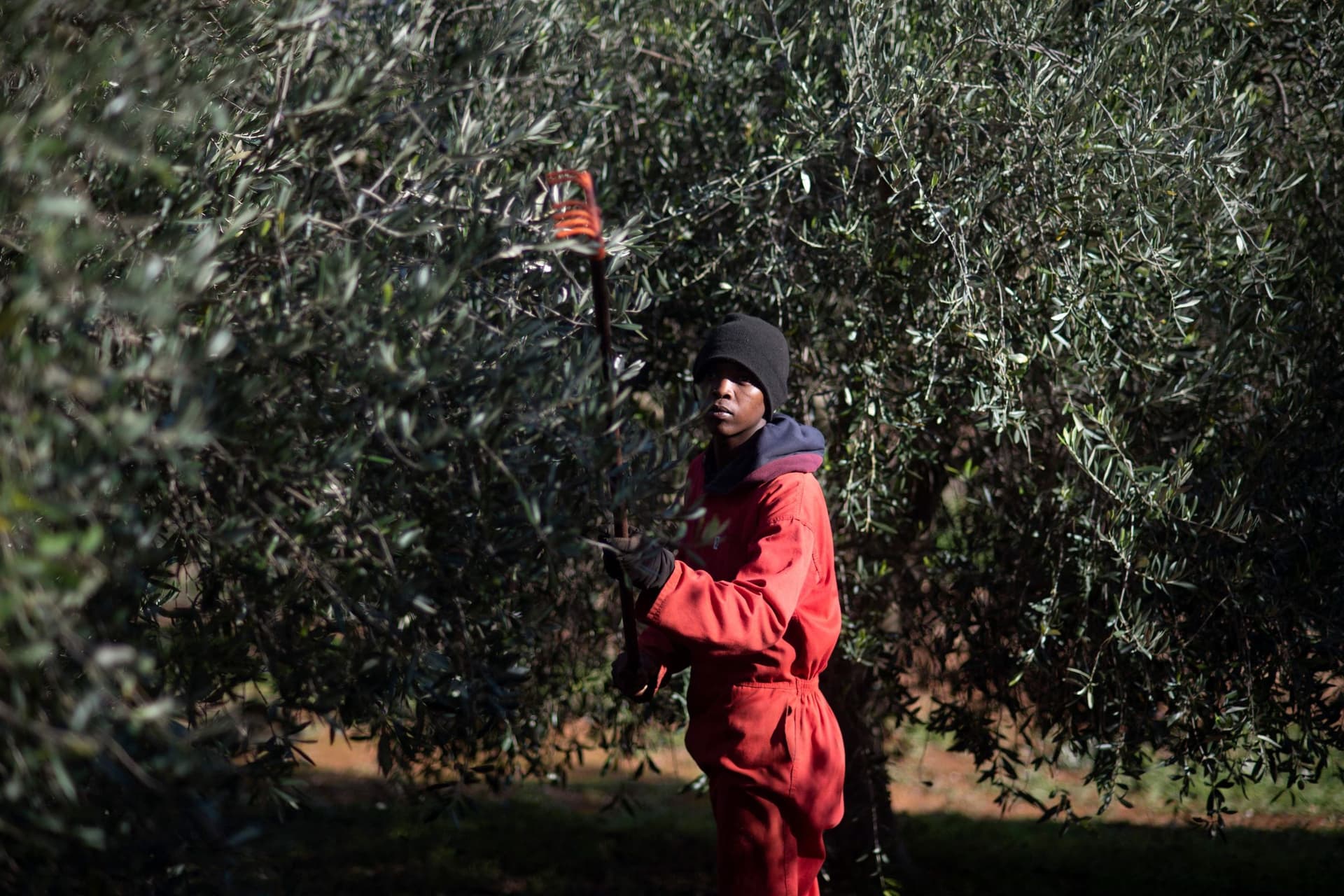 جنوب إفريقيا تحجز مكانة لها في مجال إنتاج زيت الزيتون الفاخر في العالم