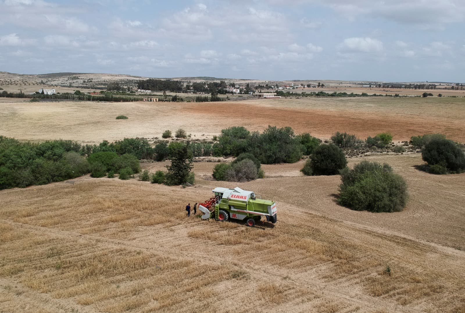 الجفاف يفاقم ضائقة تونس المالية ويجبر المزارعين على الحصاد قبل الأوان