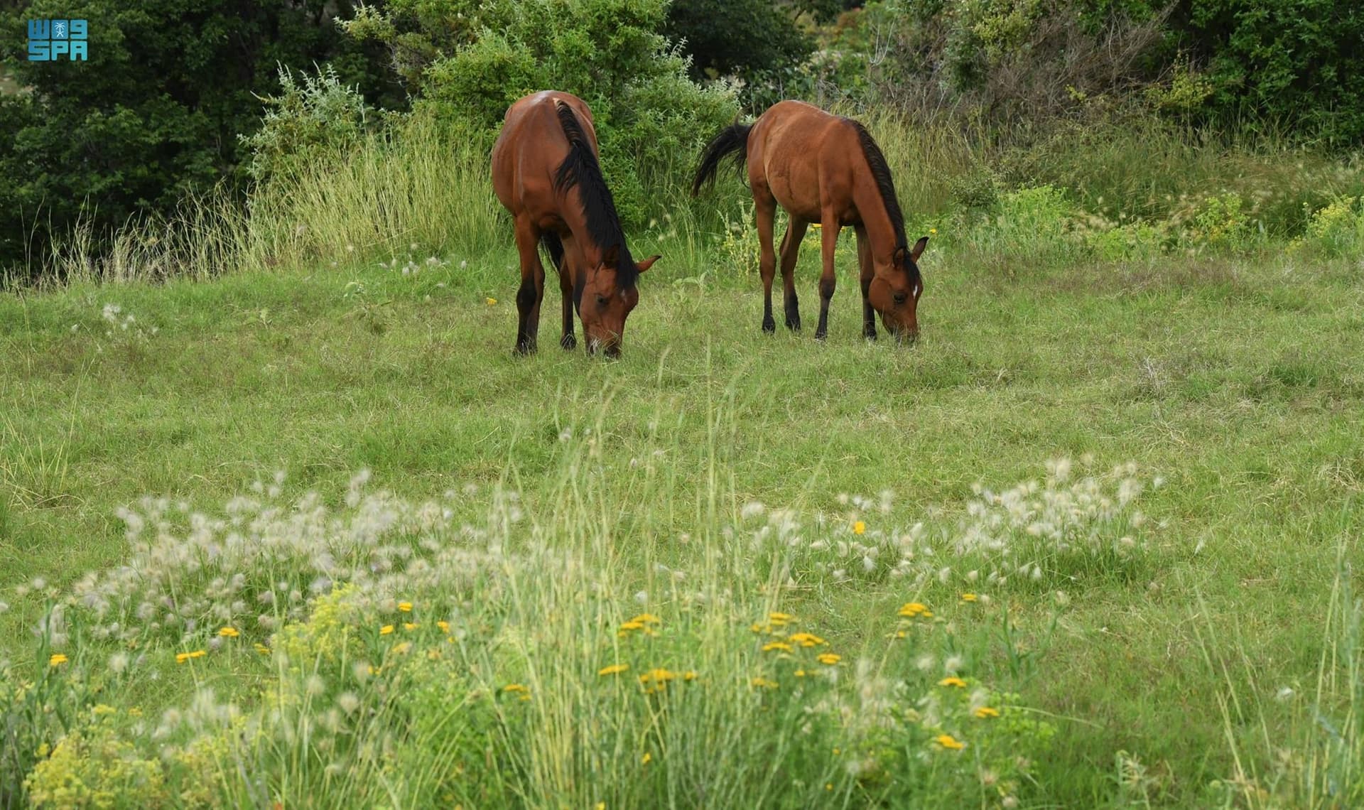 عسير .. الأولى على مستوى السعودية في مساحات الغطاء النباتي