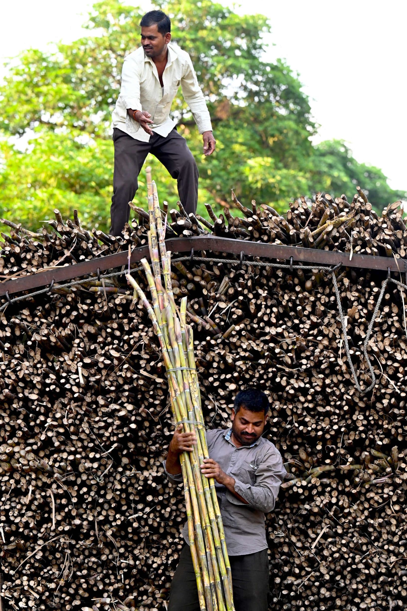 سوق قصب السكر في الهند .. 5.2 % نمو متوقع بحلول 2028