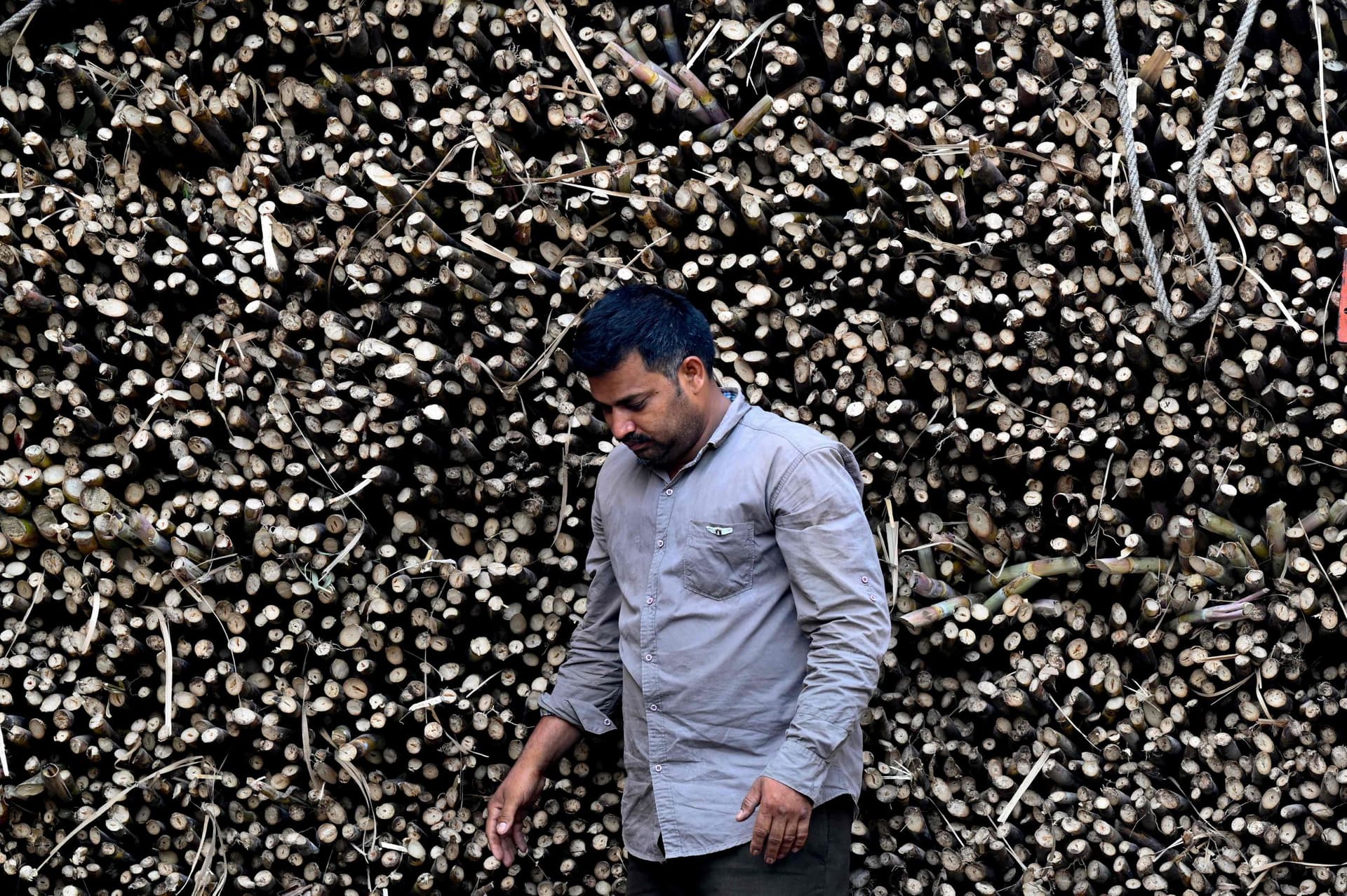 سوق قصب السكر في الهند .. 5.2 % نمو متوقع بحلول 2028