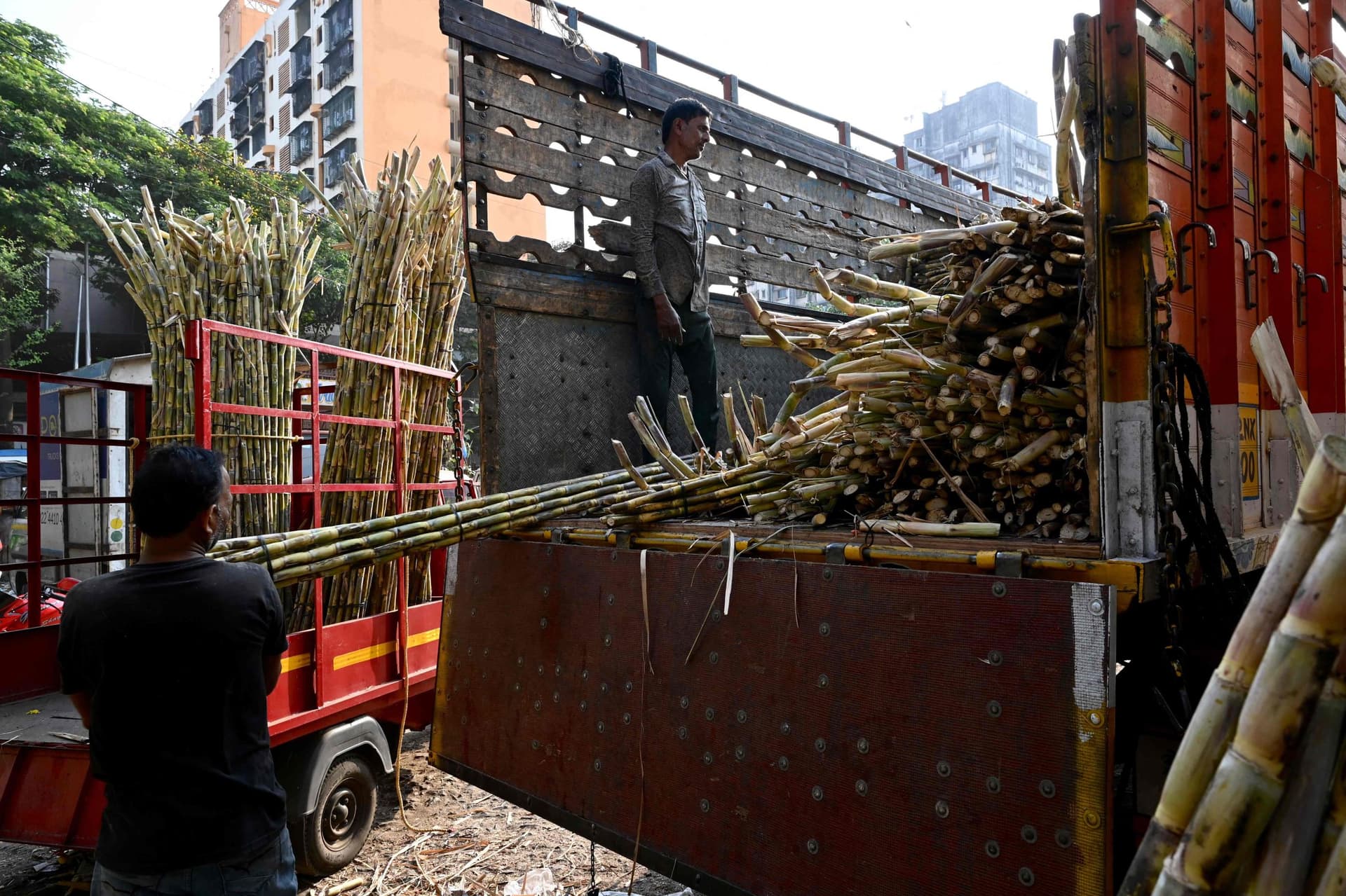 سوق قصب السكر في الهند .. 5.2 % نمو متوقع بحلول 2028