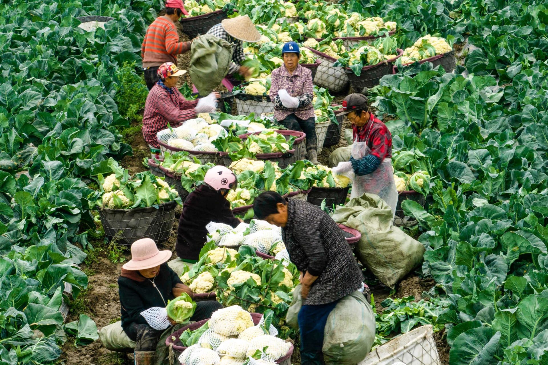 6131 يوانا نصيب الفرد من الدخل لسكان الريف الصيني خلال 3 أشهر