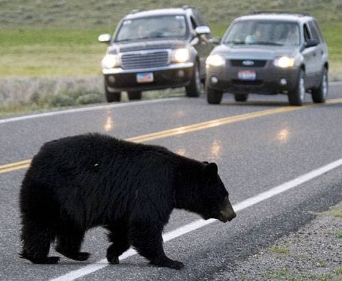 شرطة ولاية نيفادا الأمريكية حررت الدب.
