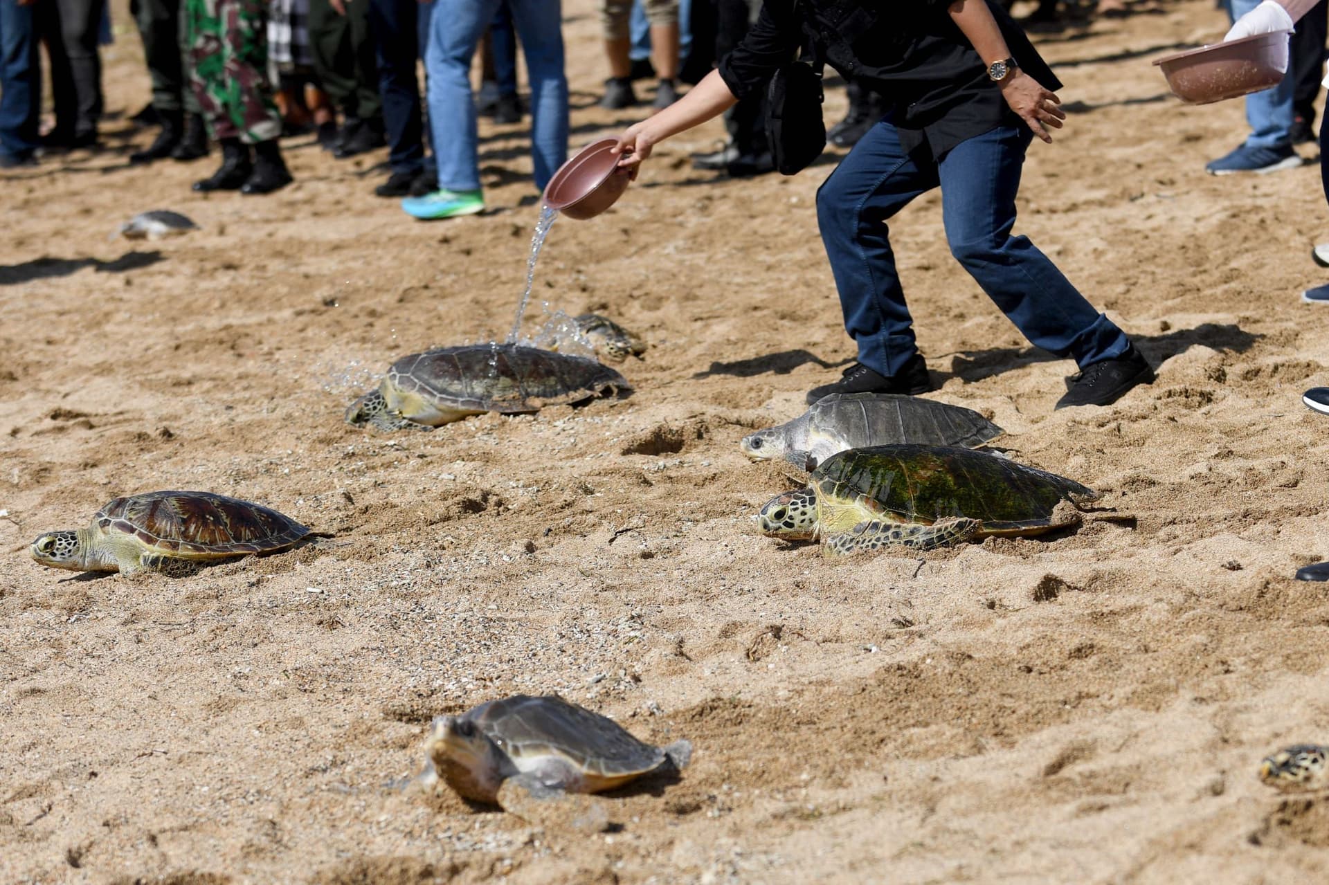 إطلاق سراح 64 سلحفاة في إندونيسيا