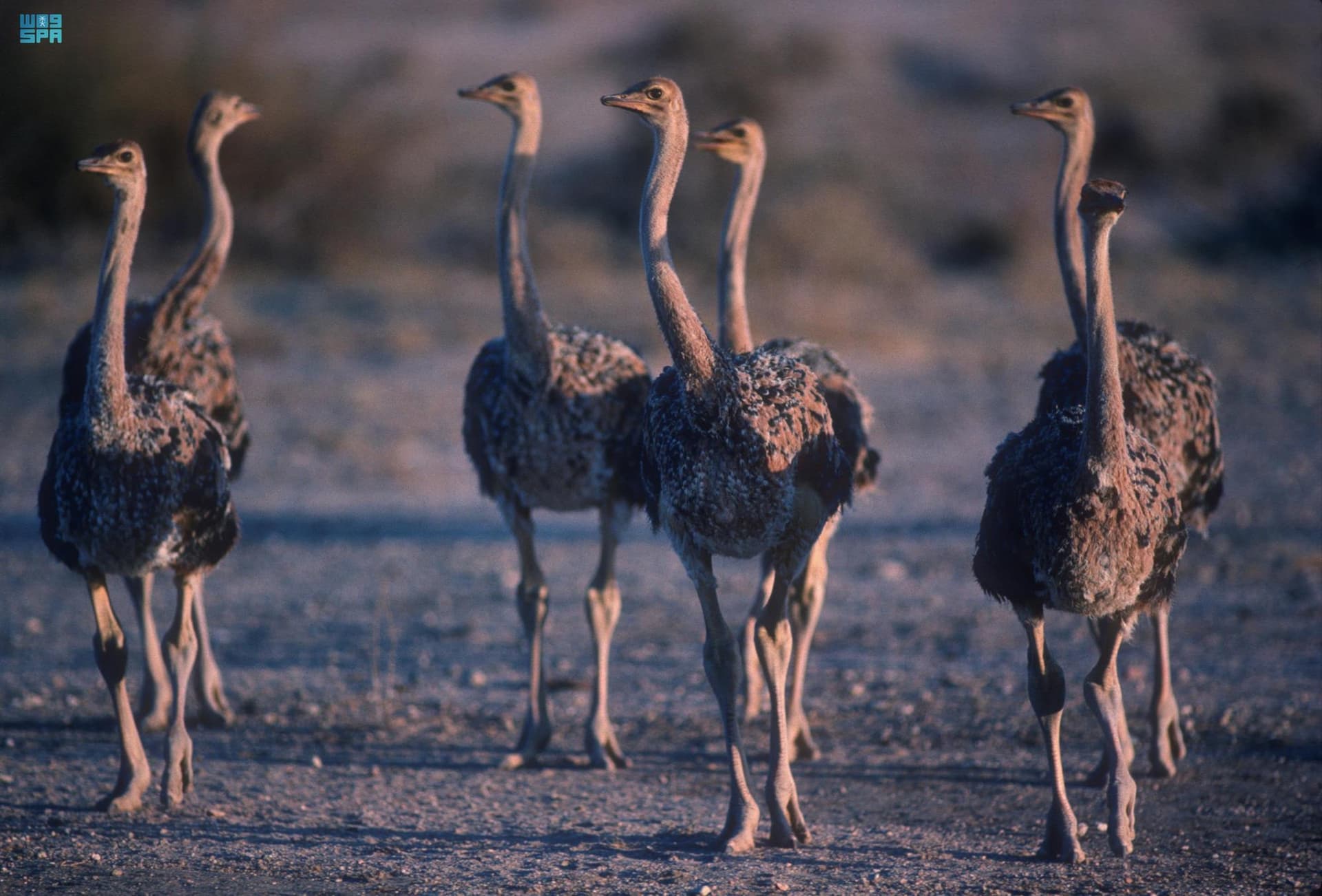 النعام العربي .. انقرض من الجزيرة العربية وخلدته النقوش