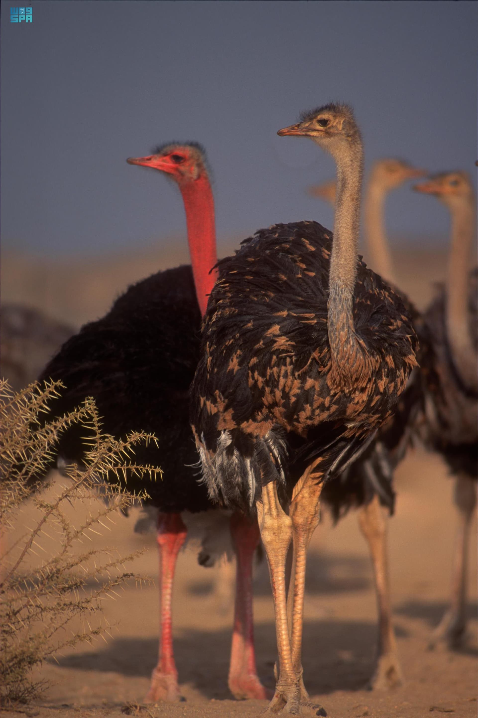 النعام العربي .. انقرض من الجزيرة العربية وخلدته النقوش