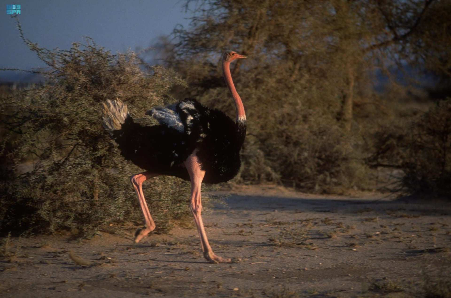 النعام العربي .. انقرض من الجزيرة العربية وخلدته النقوش