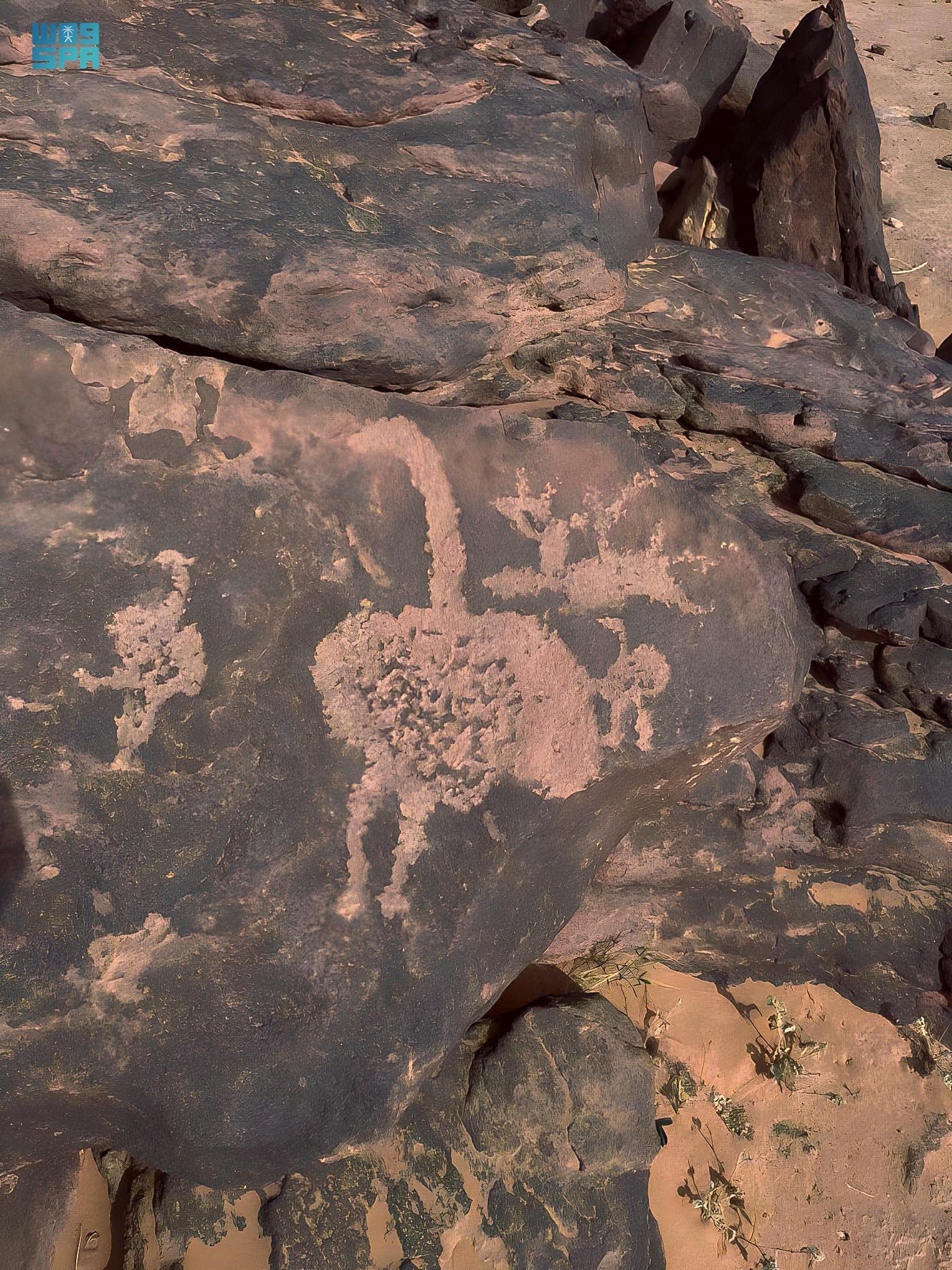 النعام العربي .. انقرض من الجزيرة العربية وخلدته النقوش