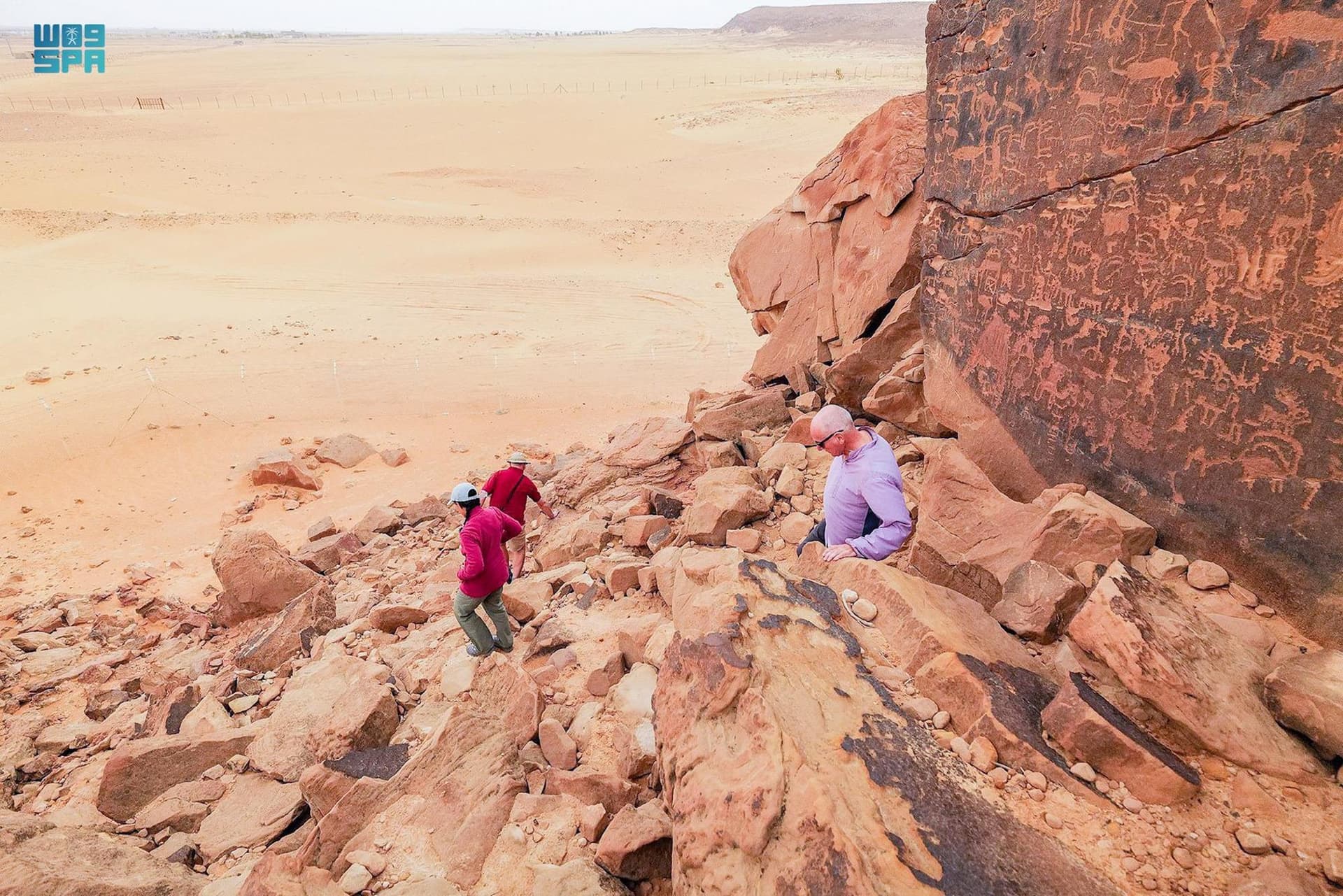 النعام العربي .. انقرض من الجزيرة العربية وخلدته النقوش