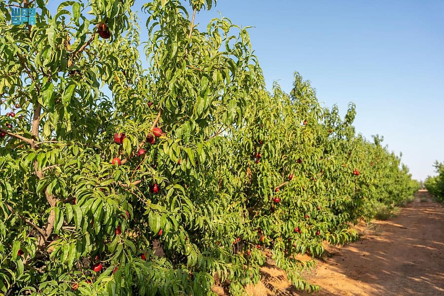 فاكهة الجوف تنافس صادرات الزيتون والتمور