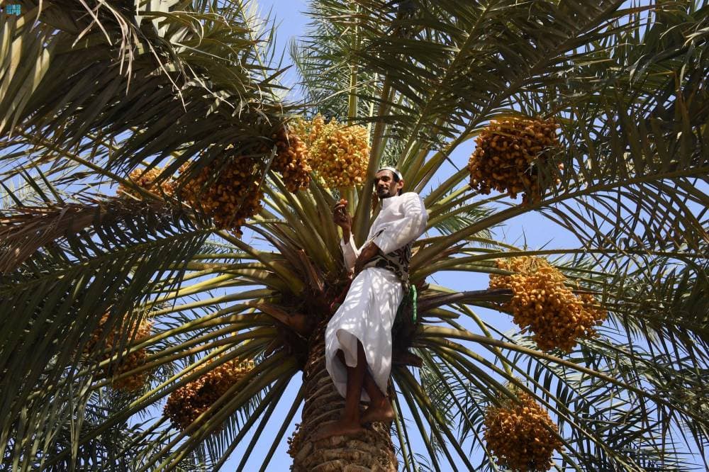 جنى مزارعو الأحساء مطلع الأسبوع الجاري، بواكير محاصيل رطب الغر والطيار والمجناز، التي توافرت في أسواق النفع العام والتمور في المحافظة بسعر يتراوح ما بين 20 إلى 80 ريالا للكرتون، بحسب نوع الثمرة وحجمها ونظافتها."واس"