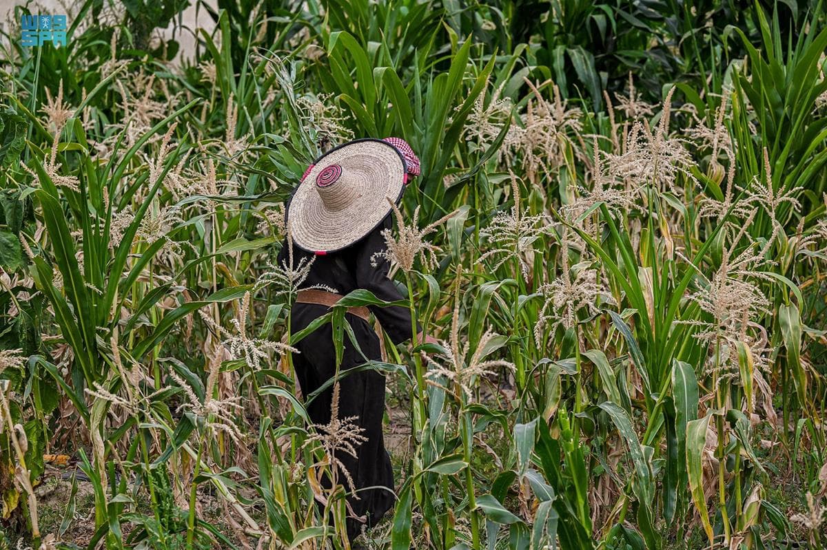 فعاليات تراثية منوعة في مهرجان الأطاولة التراثي السابع
