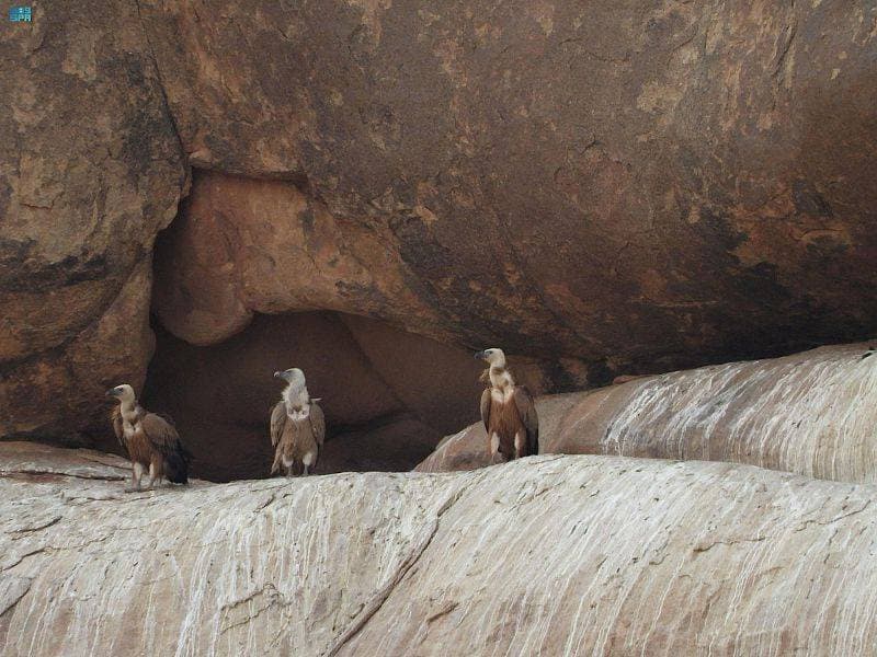 محمية الملك سلمان توثق إقامة النسر الأسمر على أراضيها