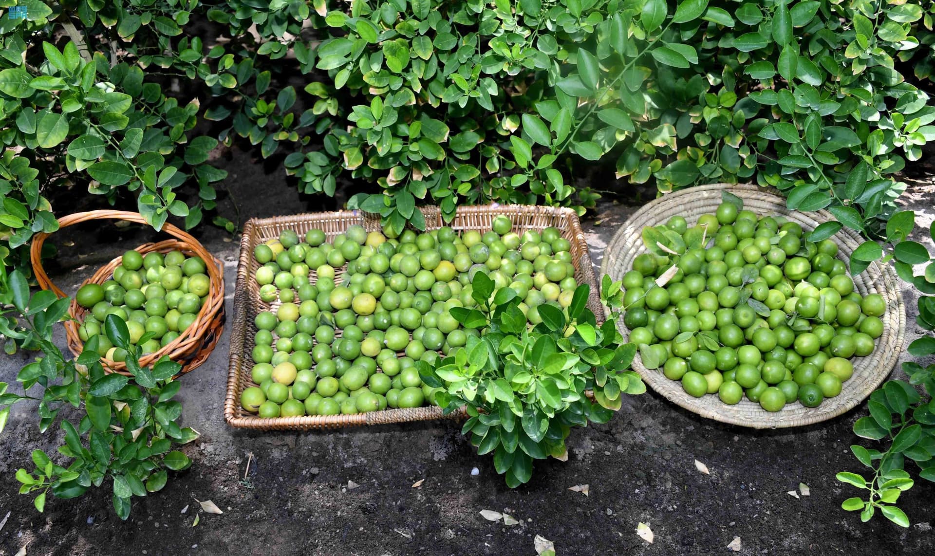 محاصيل الأحساء الزراعية تنعش الأسواق المحلية