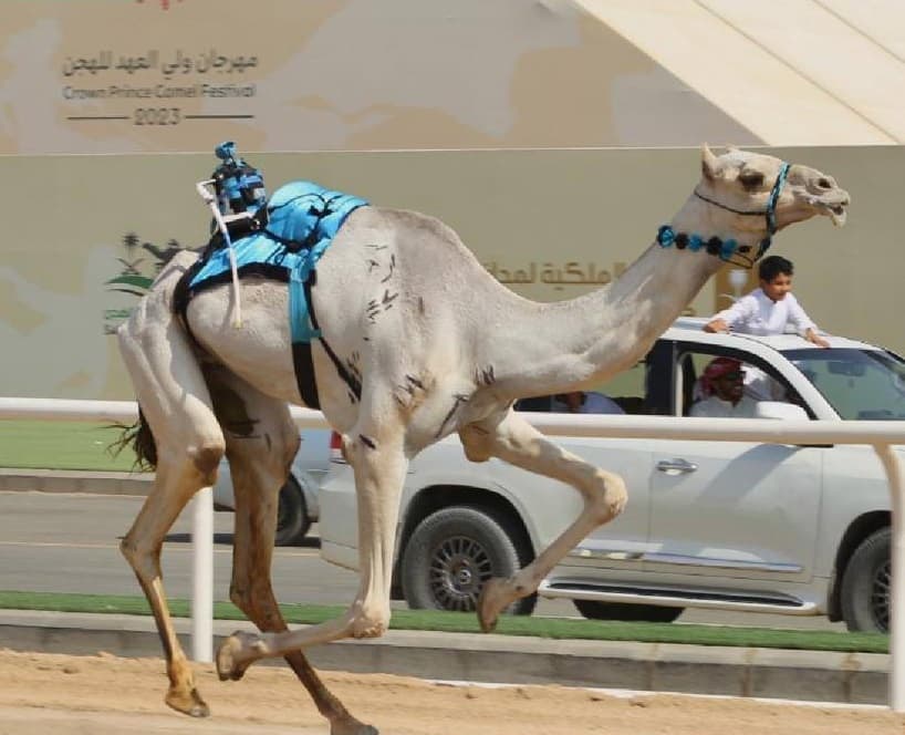 قطنه لحظة تحقيقها اللقب الأفضل.