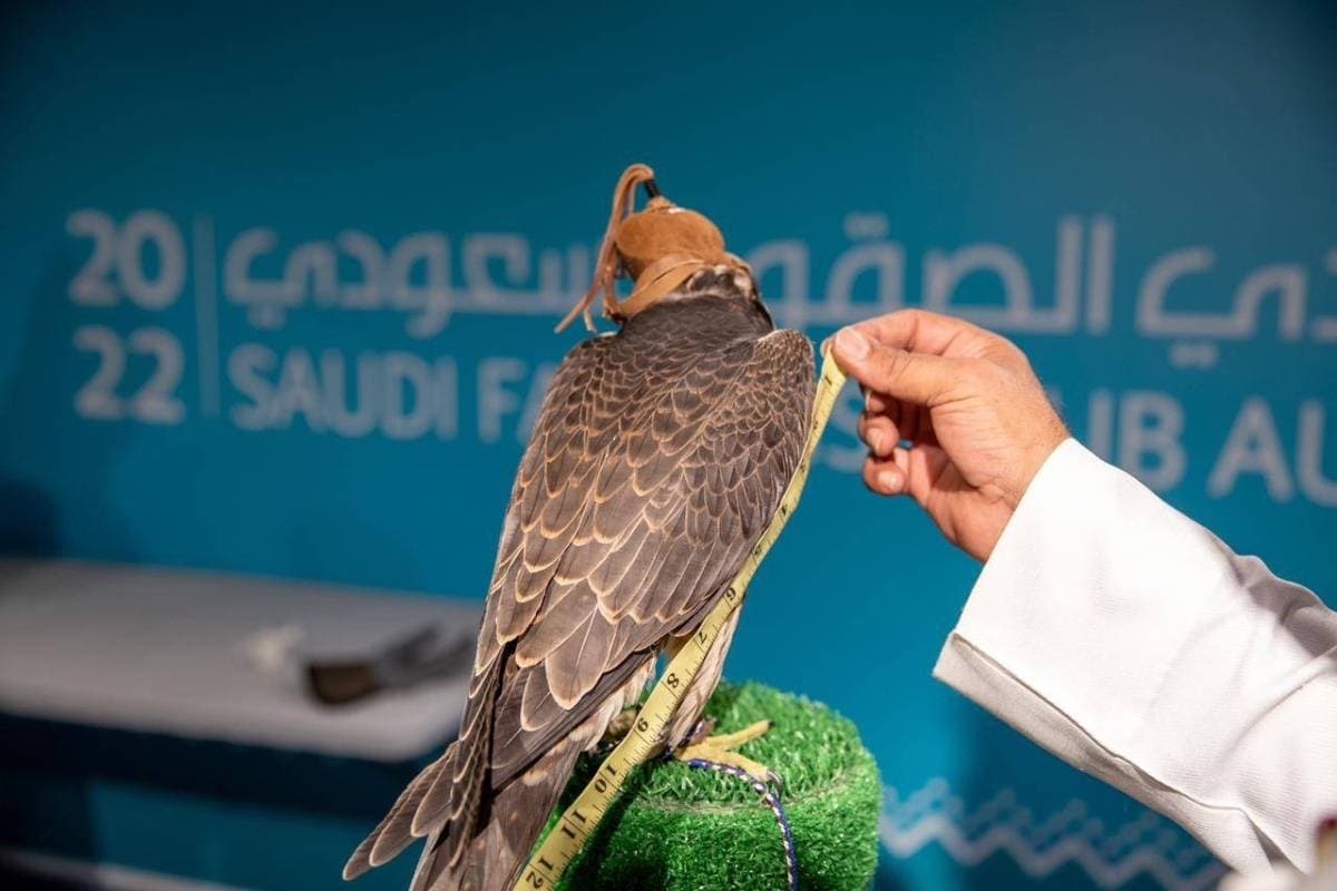 المزاد يوفر أفضل أنواع وسلالات الصقور.