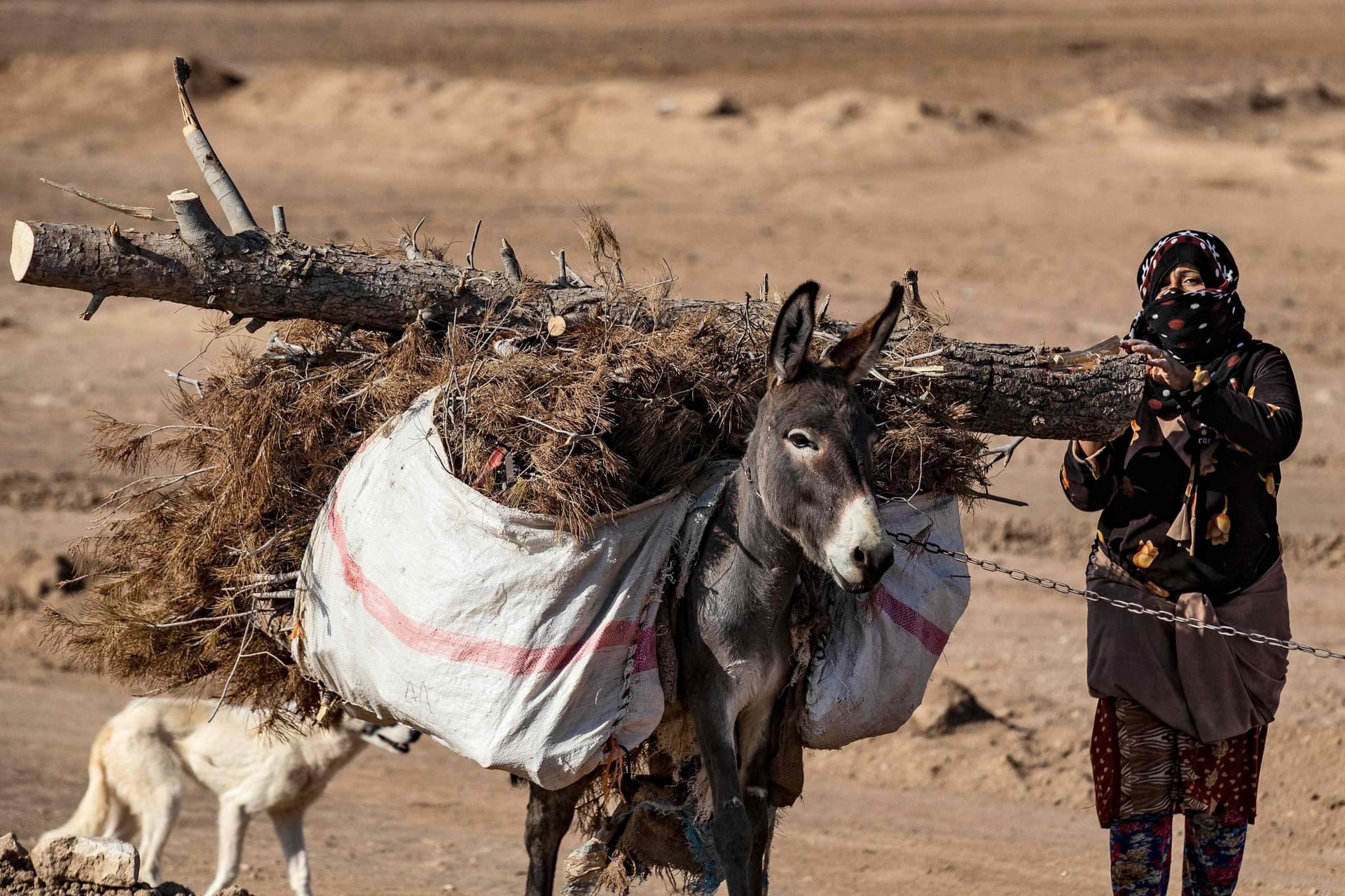 سوريا .. من غابة خصبة إلى أشجار متناثرة وجذوع متهالكة