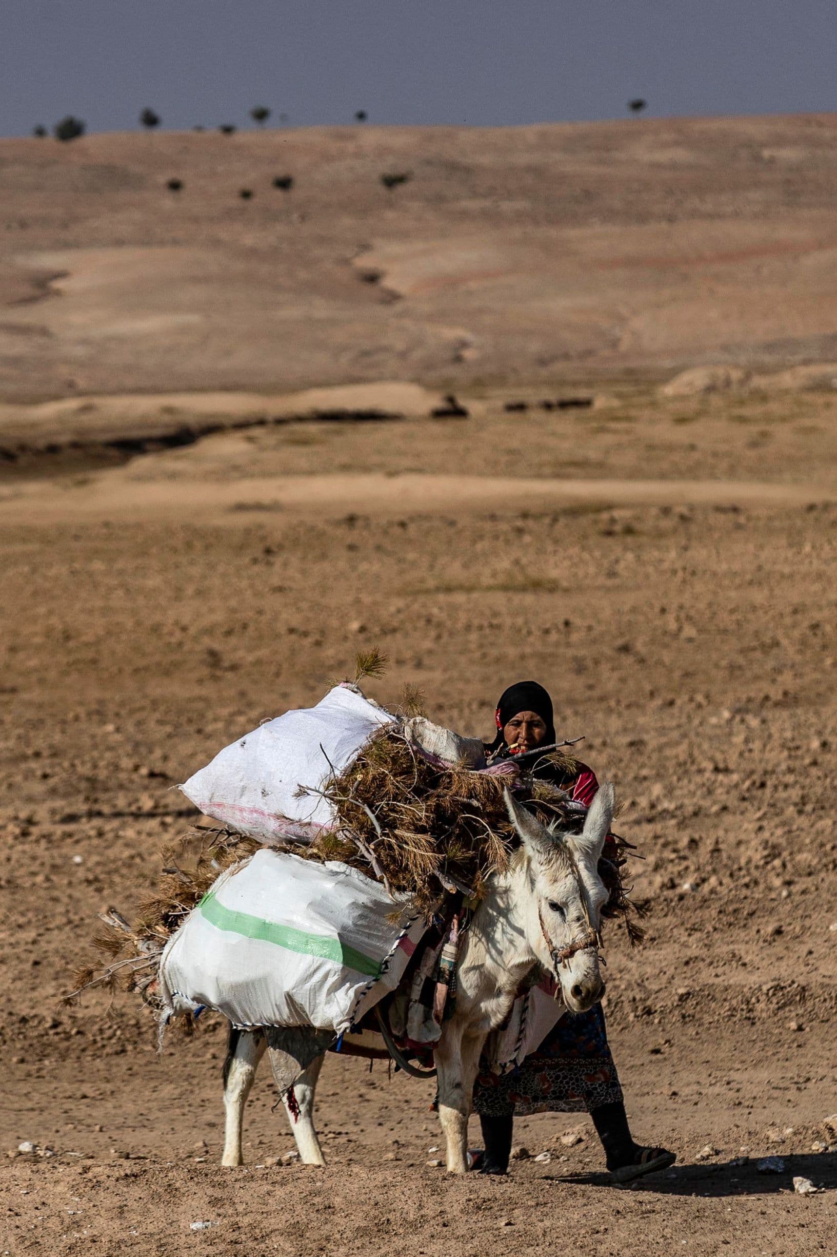 سوريا .. من غابة خصبة إلى أشجار متناثرة وجذوع متهالكة