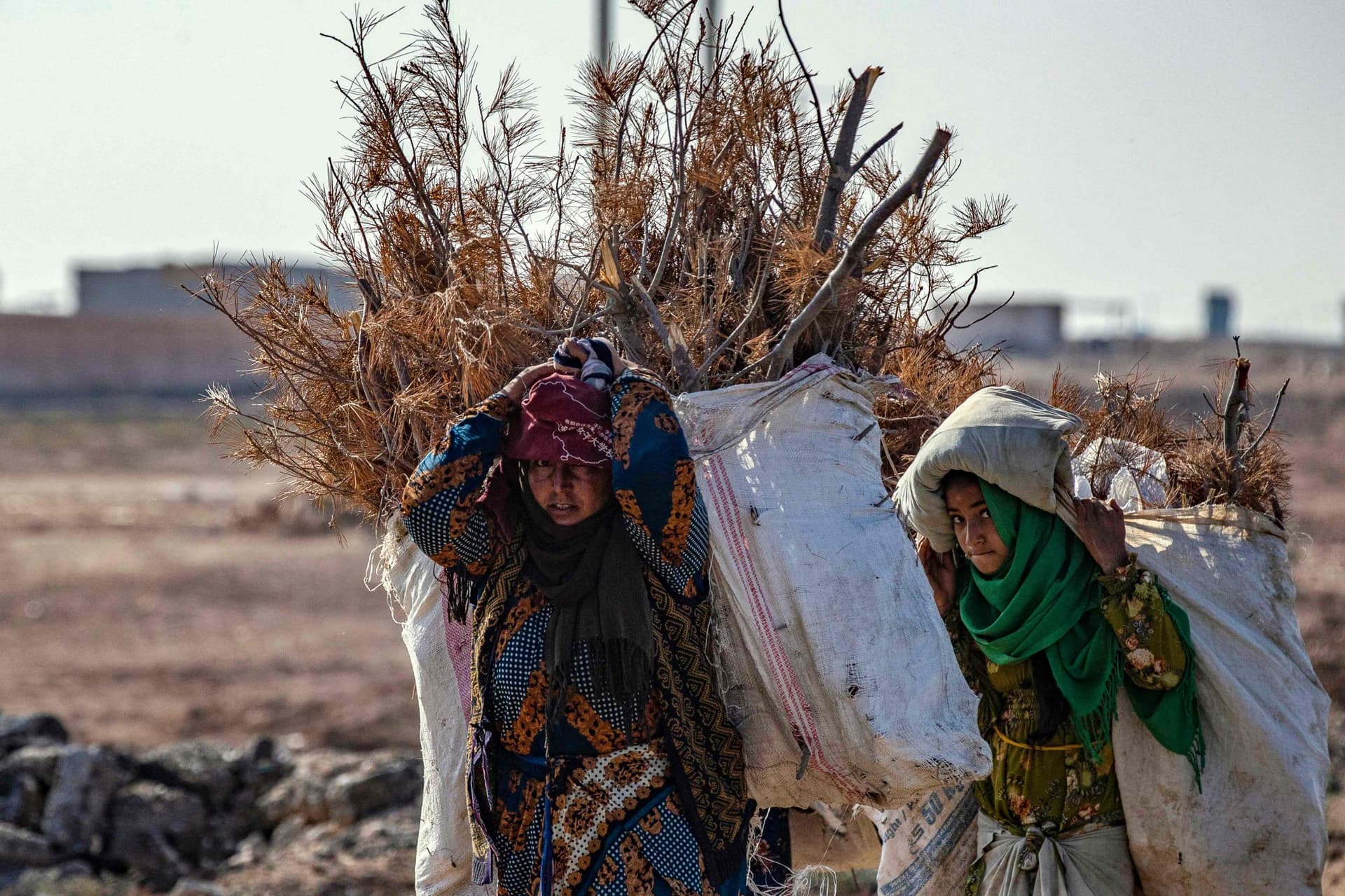 سوريا .. من غابة خصبة إلى أشجار متناثرة وجذوع متهالكة
