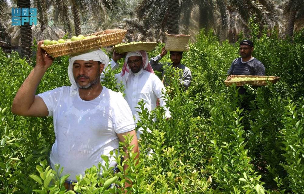 الليمون الحساوي