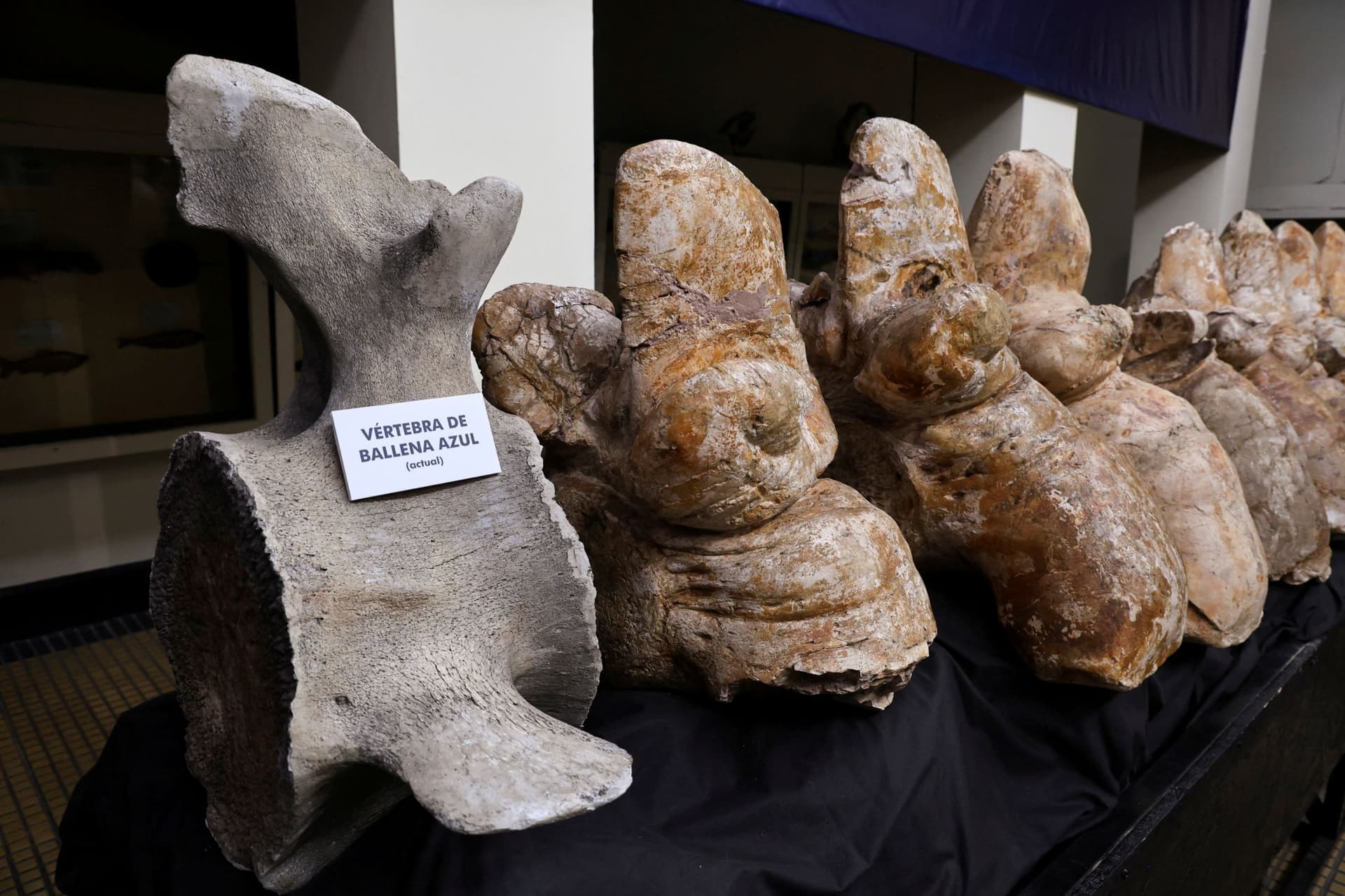 متحجرة حوت تكشف عن أثقل حيوان في التاريخ .. عمرها 39 مليون عام