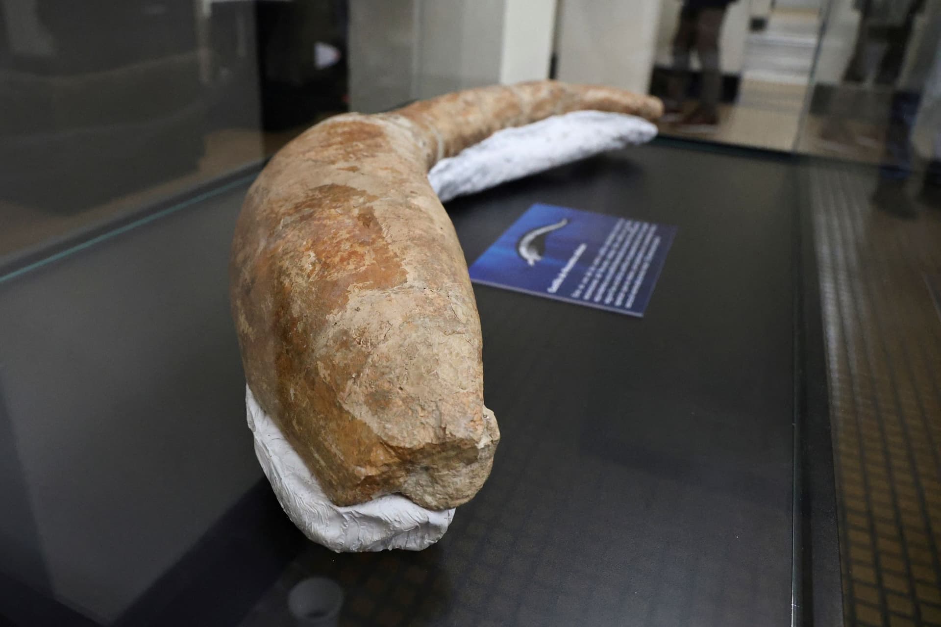 متحجرة حوت تكشف عن أثقل حيوان في التاريخ .. عمرها 39 مليون عام