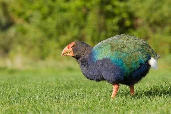 بعد انقراضه 125 عاما .. ظهور طائر الـ «تاكاهي» مجددا