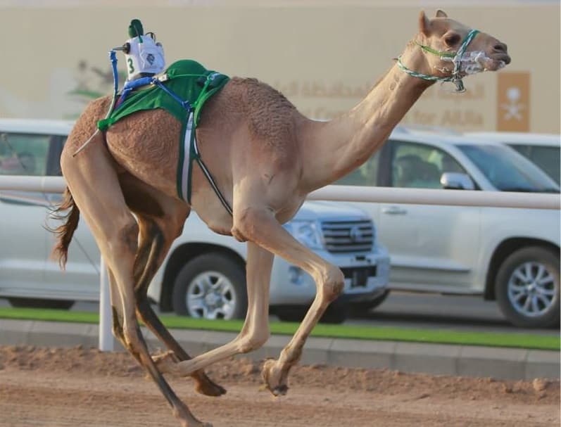 مبلشة تكسر الرقم الأفضل في «الحقايق»