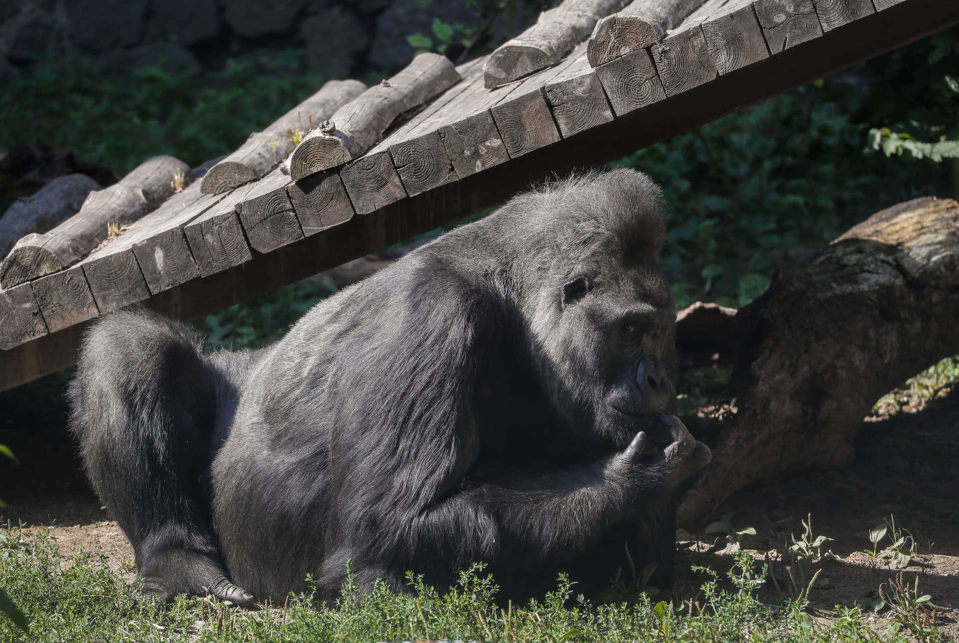 أقدم غوريلا في أوروبا تحتفل بعيد ميلادها الـ 49