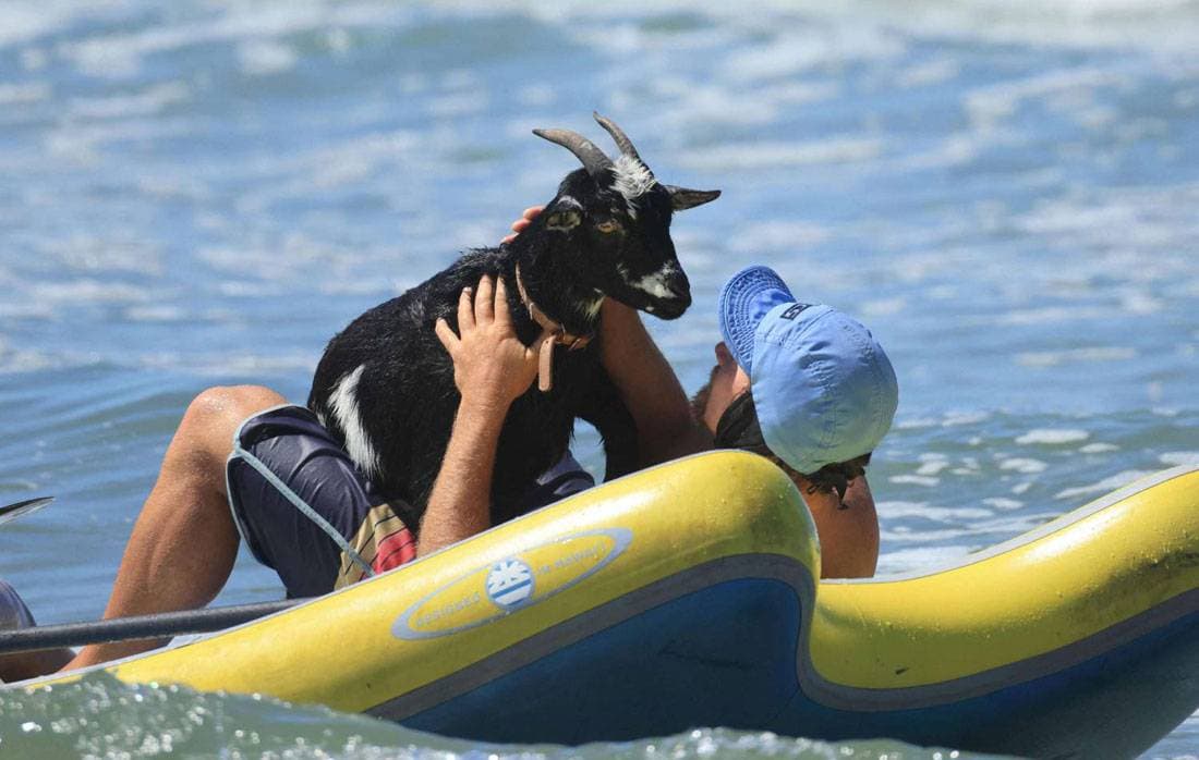«تشوباكابرا» .. عنزة مدربة لركوب الأمواج