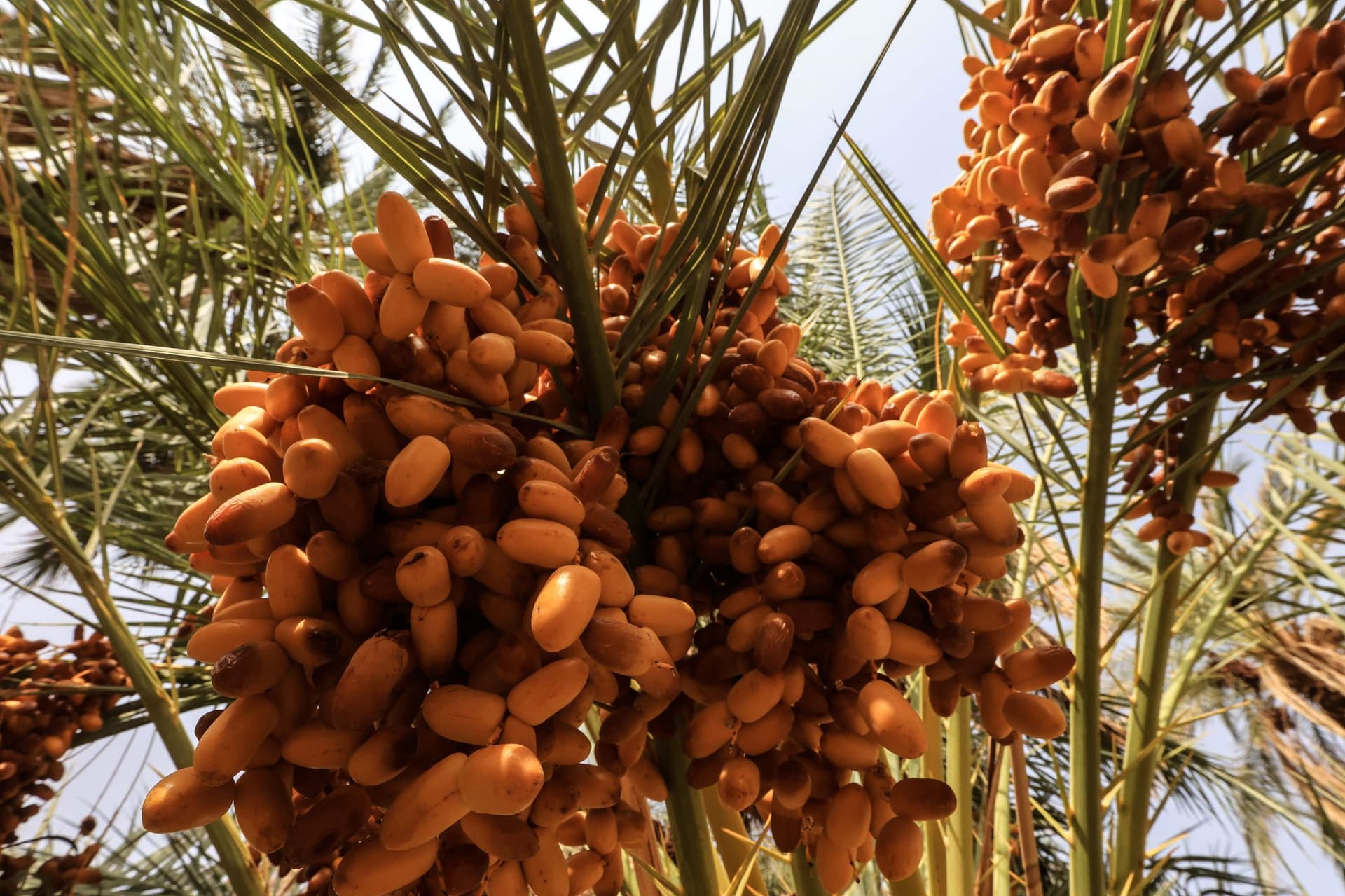 موسم حصاد التمور في شمال السودان