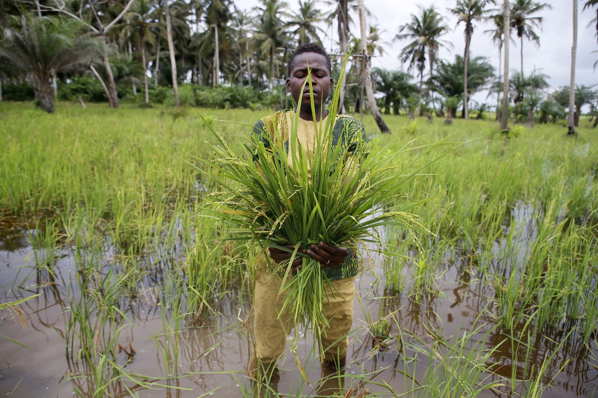 حصاد الأرز في ساحل العاج