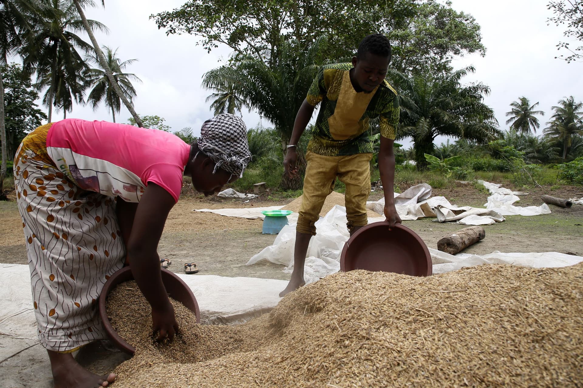 حصاد الأرز في ساحل العاج