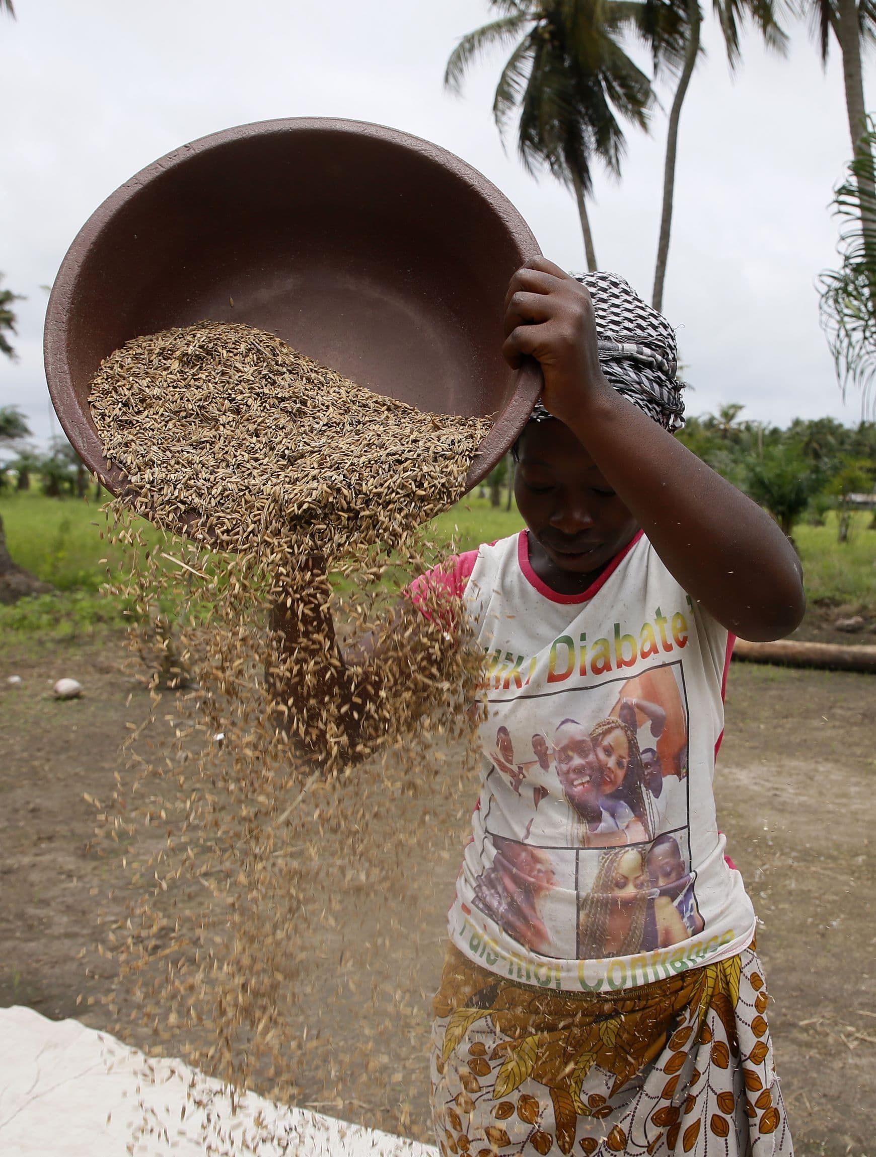 حصاد الأرز في ساحل العاج
