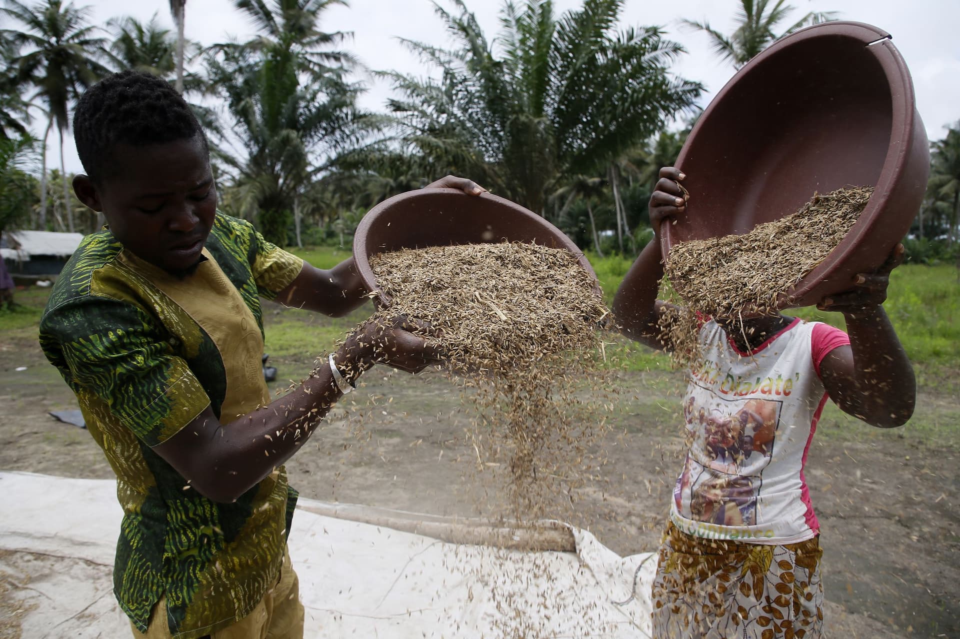 حصاد الأرز في ساحل العاج