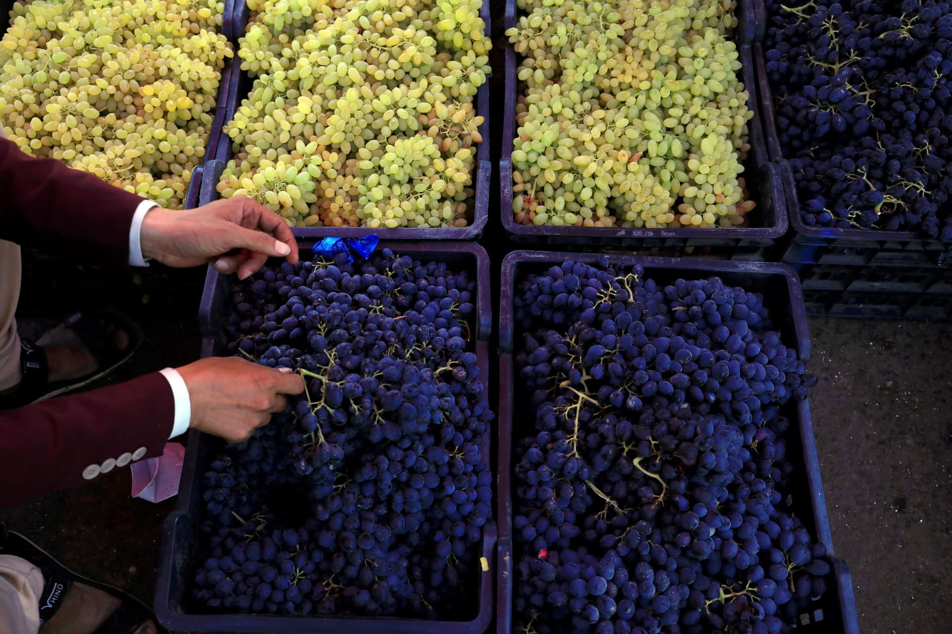 العنب اليمني