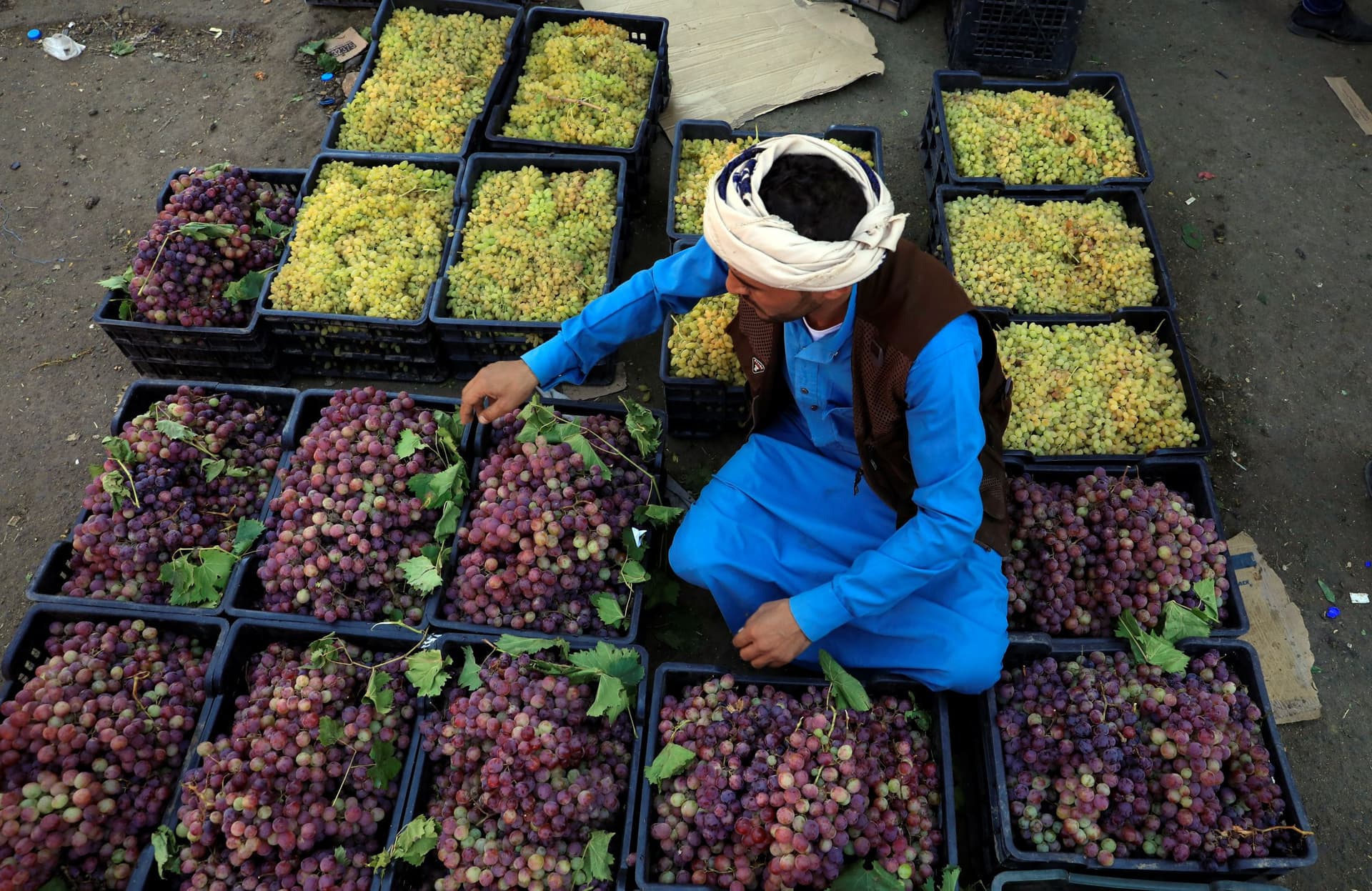 العنب اليمني