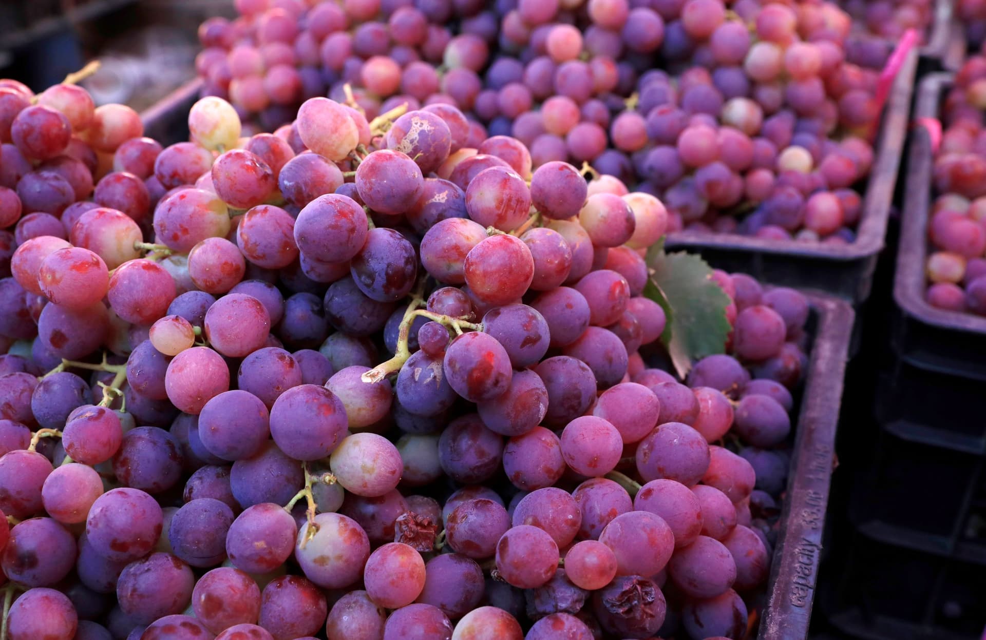 العنب اليمني