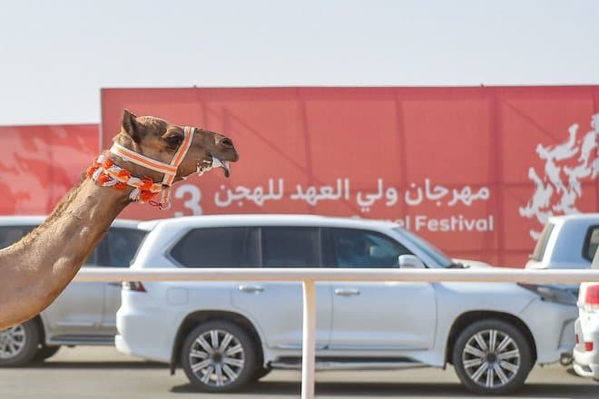 نائب أمير مكة يحضر الحفل الختامي لمهرجان ولي العهد للهجن غدا الخميس