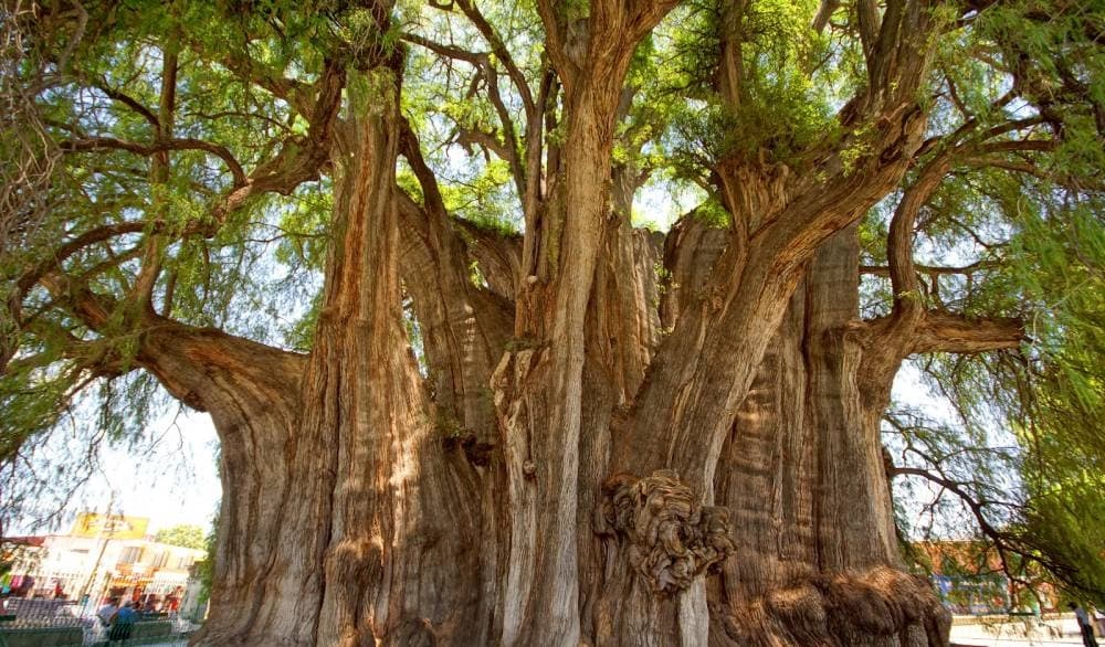 «البانيان» .. شجرة عمرها 150 عاما تقاوم حرائق الغابات