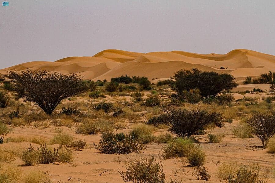 زراعة 12 مليون شجرة لتنمية 100 فيضة وروضة