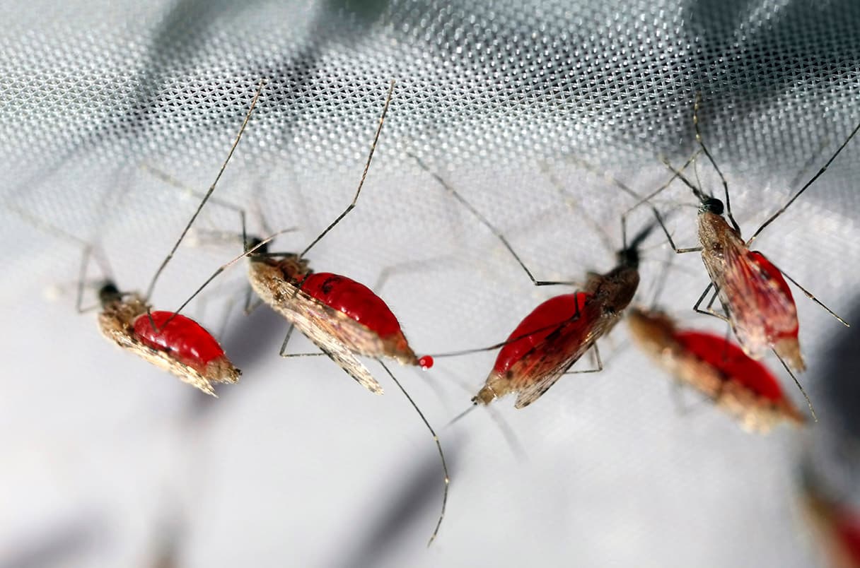 كوريا الجنوبية: ارتفاع حالات الإصابة بالملاريا إلى أعلى مستوى لها منذ 12 عاما