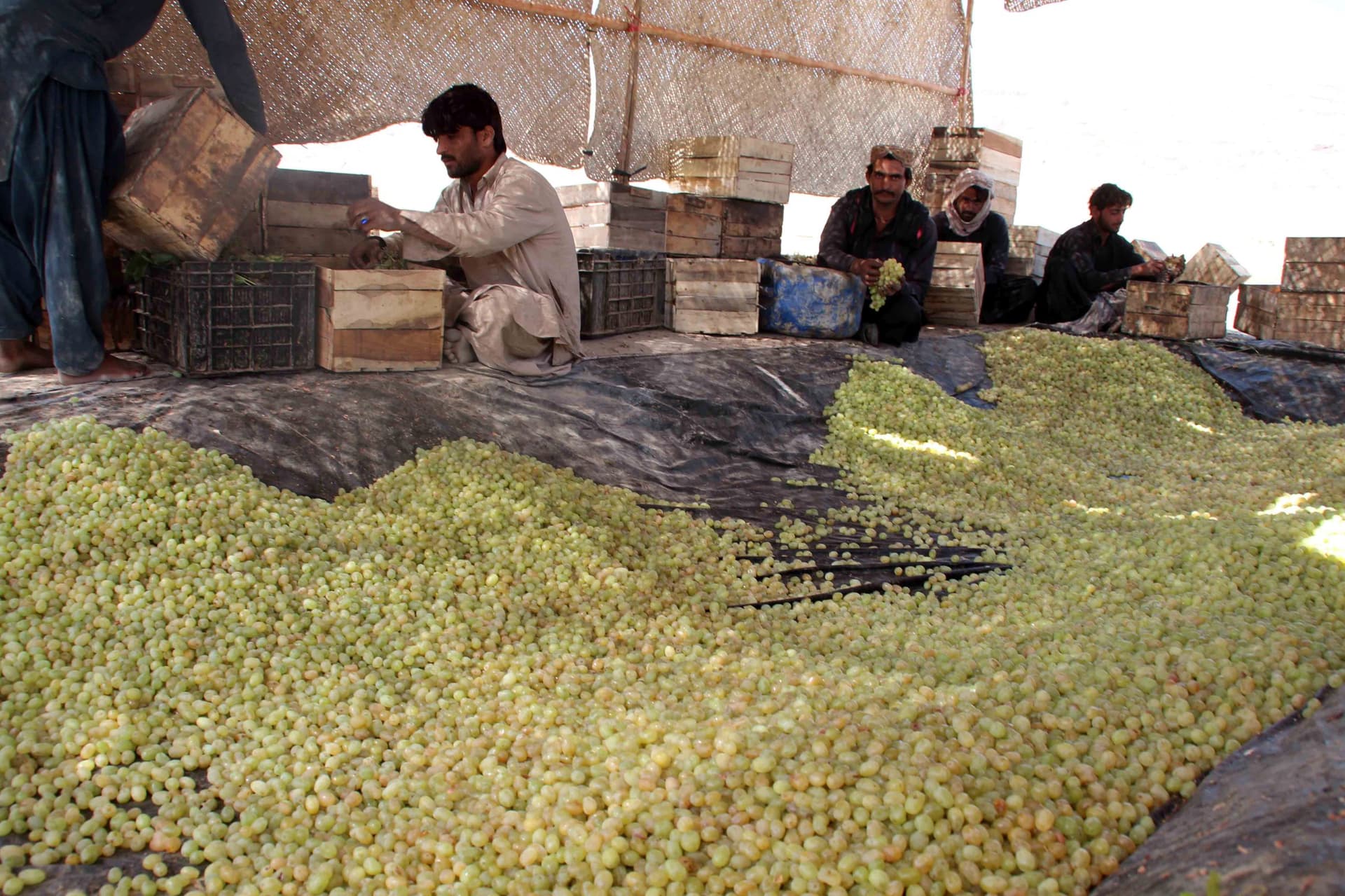  بلوشستان سلة الفاكهة الباكستانية .. تنتج 90٪ من العنب
