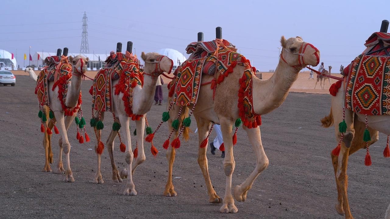 أنطلاق مهرجان العقيلات لمزاد الإبل الثالث بمنطقة القصيم 