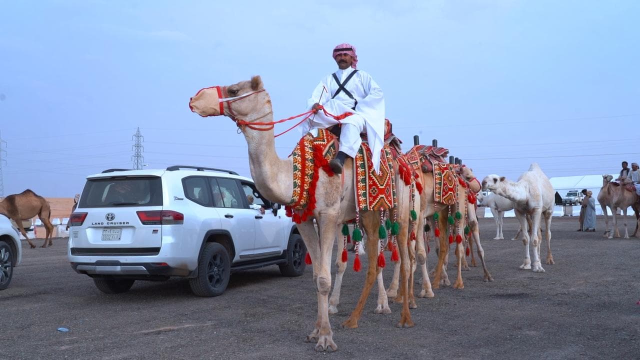 أنطلاق مهرجان العقيلات لمزاد الإبل الثالث بمنطقة القصيم 