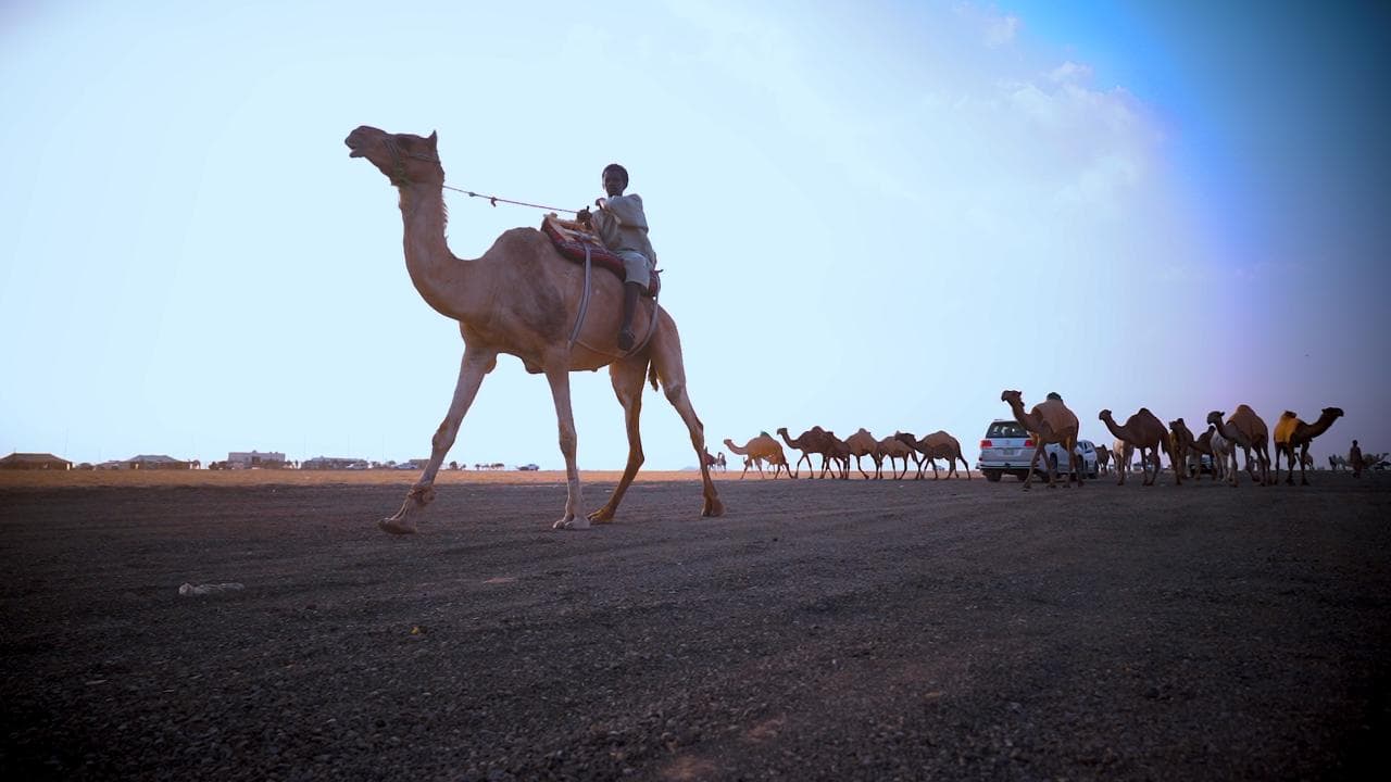 أنطلاق مهرجان العقيلات لمزاد الإبل الثالث بمنطقة القصيم 