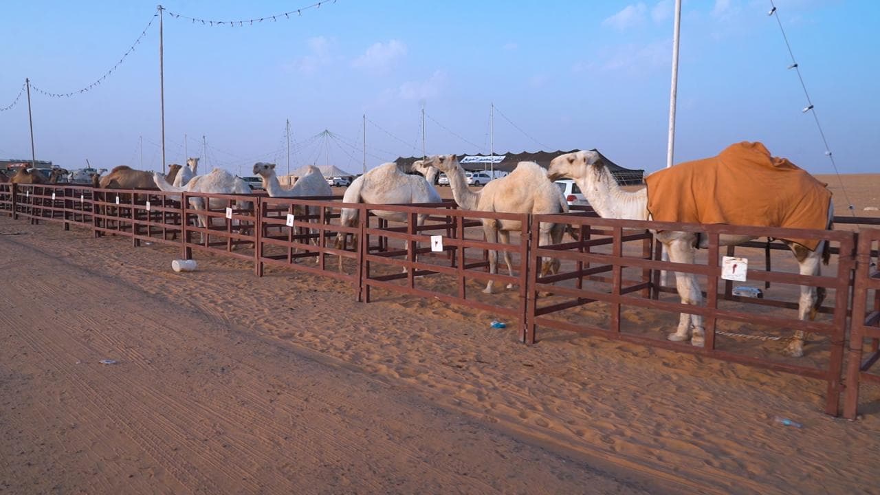 أنطلاق مهرجان العقيلات لمزاد الإبل الثالث بمنطقة القصيم 