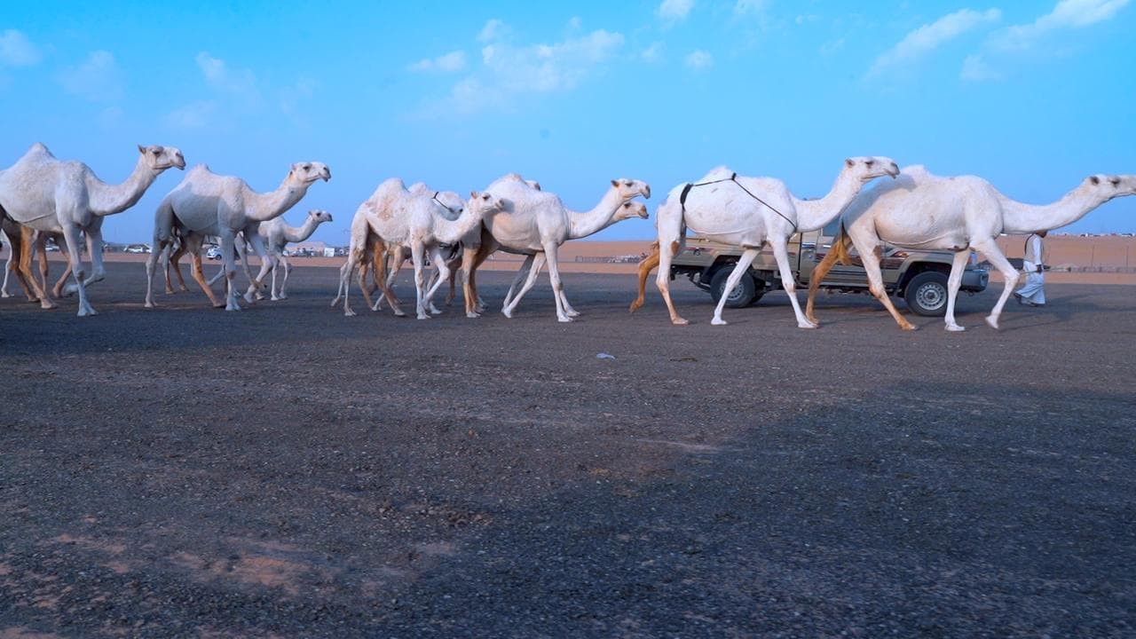 أنطلاق مهرجان العقيلات لمزاد الإبل الثالث بمنطقة القصيم 